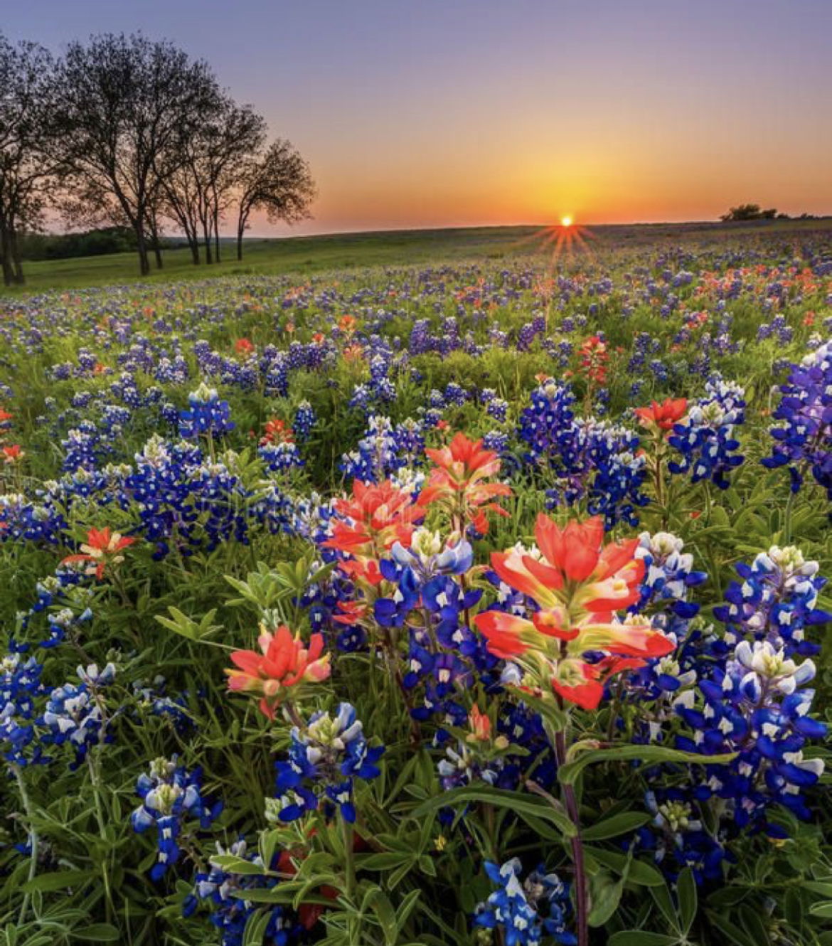 Average Soccer Mom photo