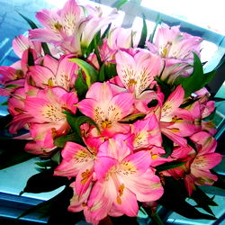 Vibrant Pink Flower Bouquet with White Centers