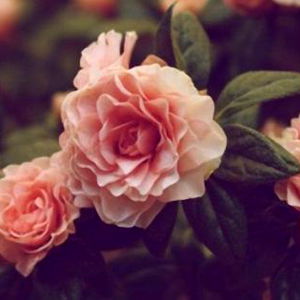 Aleyna Alexiis photo