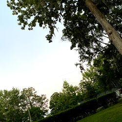 Charlie's Backyard Haven