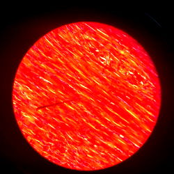 Art Bulgรกkov photo