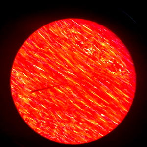 Art Bulgรกkov photo