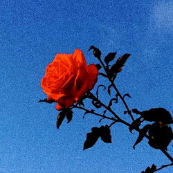 Princess Bitchass photo