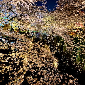 ็ๅญใใพ๐ฃ photo