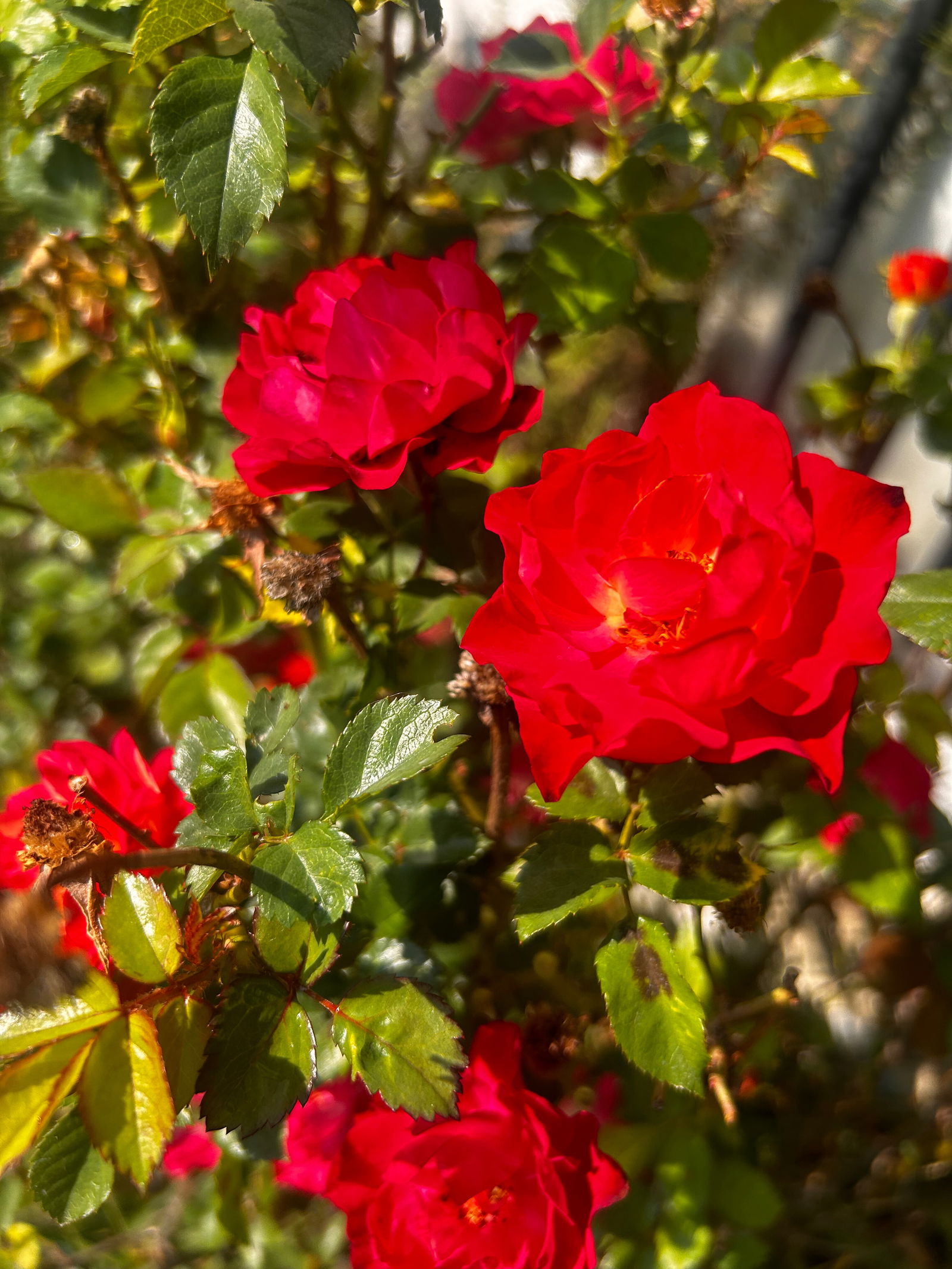 Andreawarrior_ photo