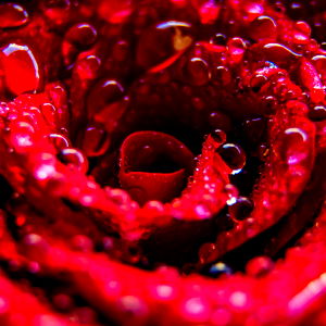 The Bliss Body photo