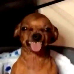 Doggo's Funniest Meme Moments