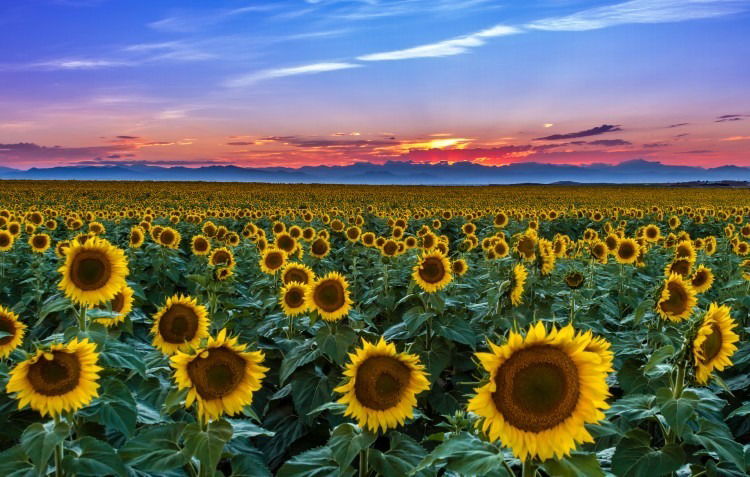 S U N F L O W E R photo