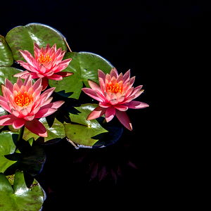 lotus ๐ชท photo