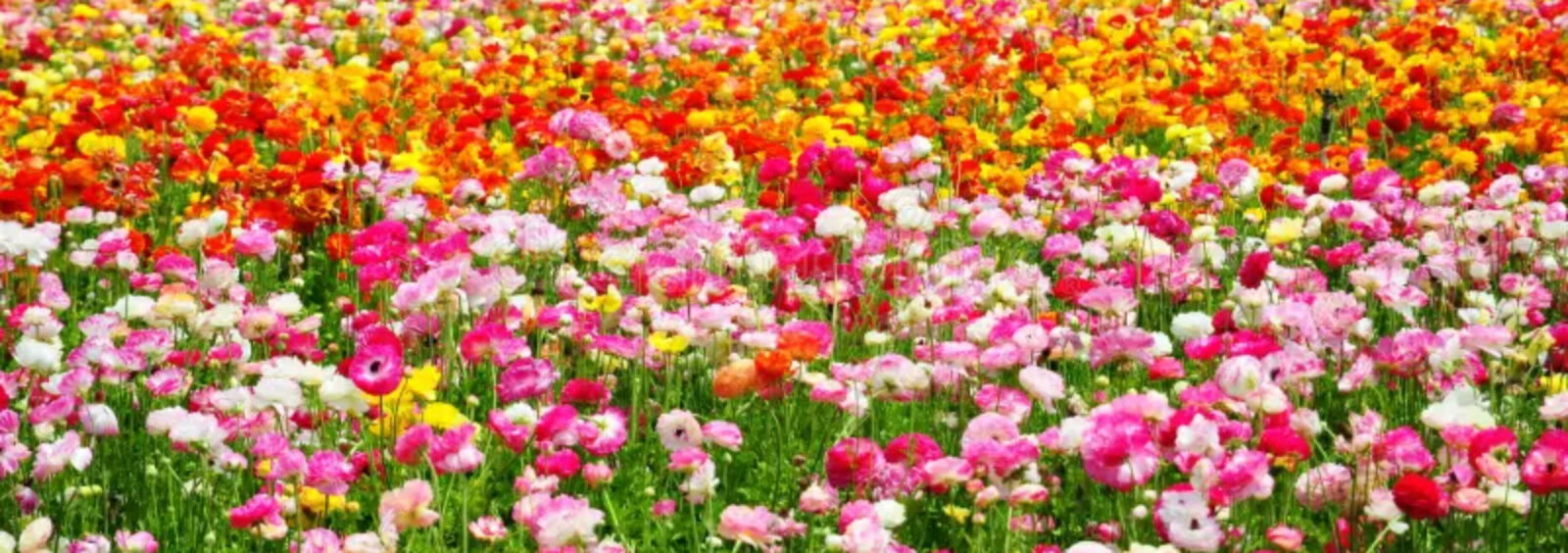 Belles Backieeeee! photo