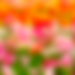 Belles Backieeeee! photo