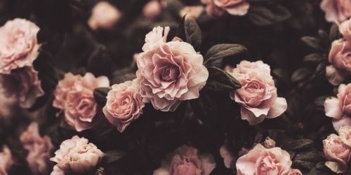 Sinclipse 🖤 photo