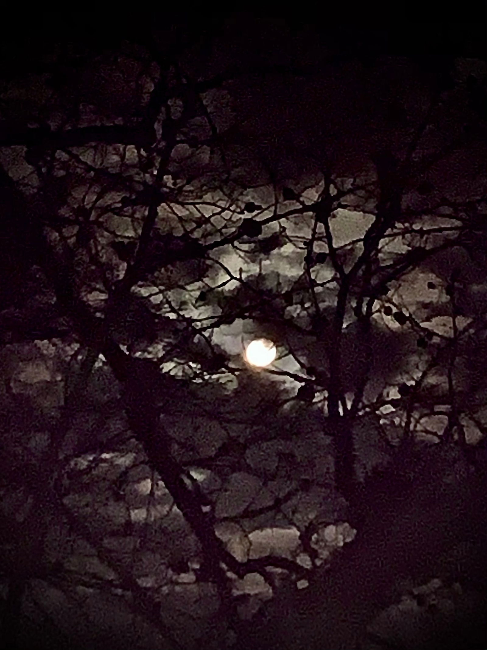 Sinister Illusion photo