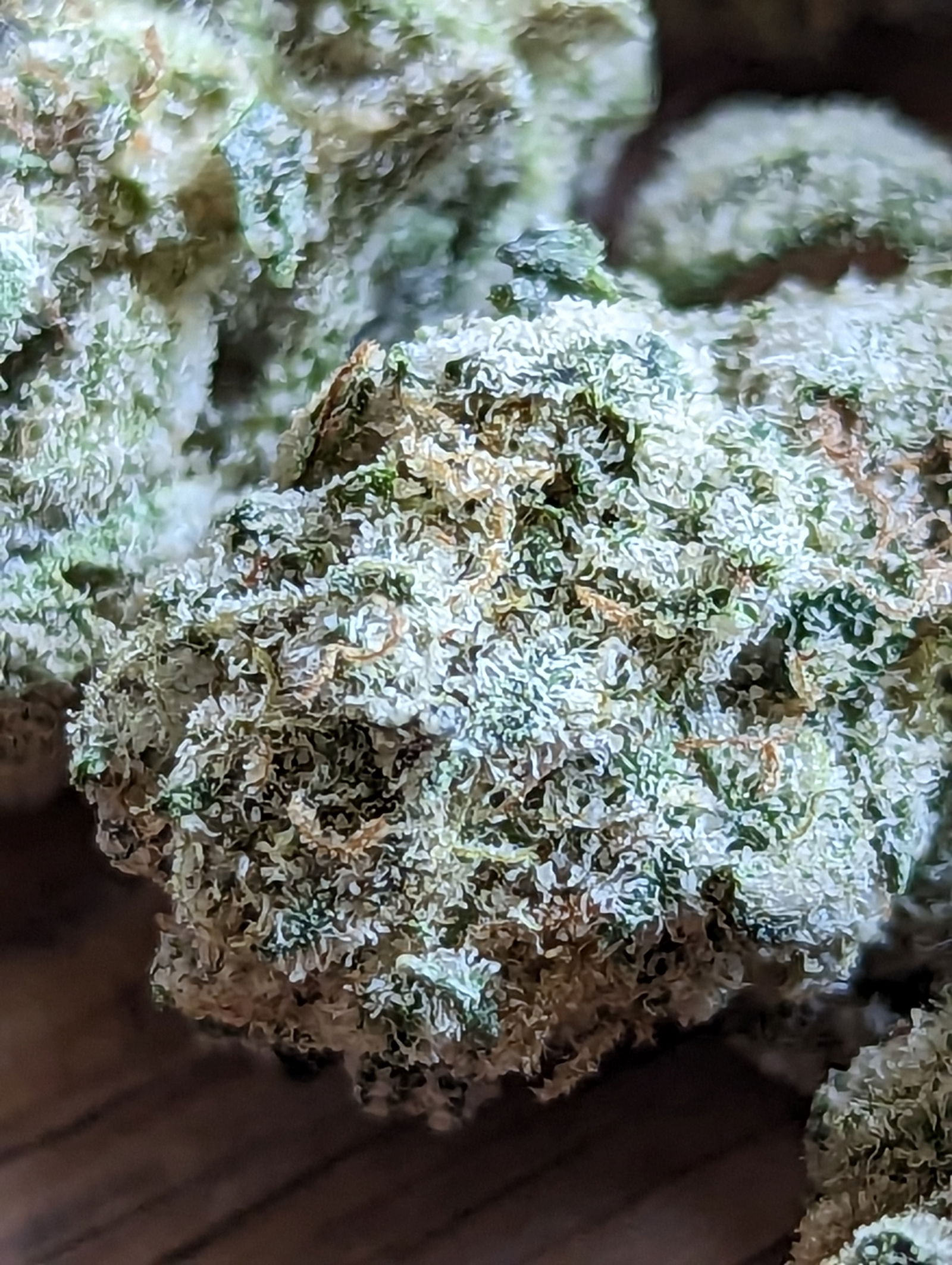 Nomadwithabooty photo