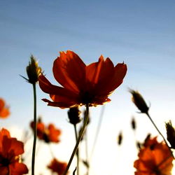 Laina - Orange Flower Field at Sunset