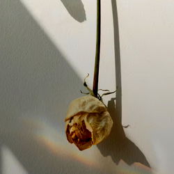 The Rose's Silent Speech