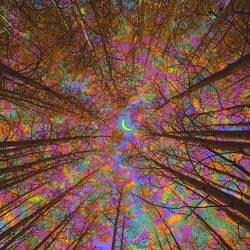 Priscilla Cassshhh photo