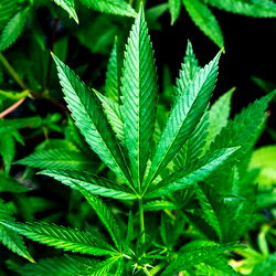 Marijane Marie photo