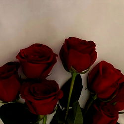 𝐿𝐼𝑁𝑁𝐸𝐴 𝐹𝑅𝐸𝐸 photo