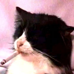 Cats with Cigarettes