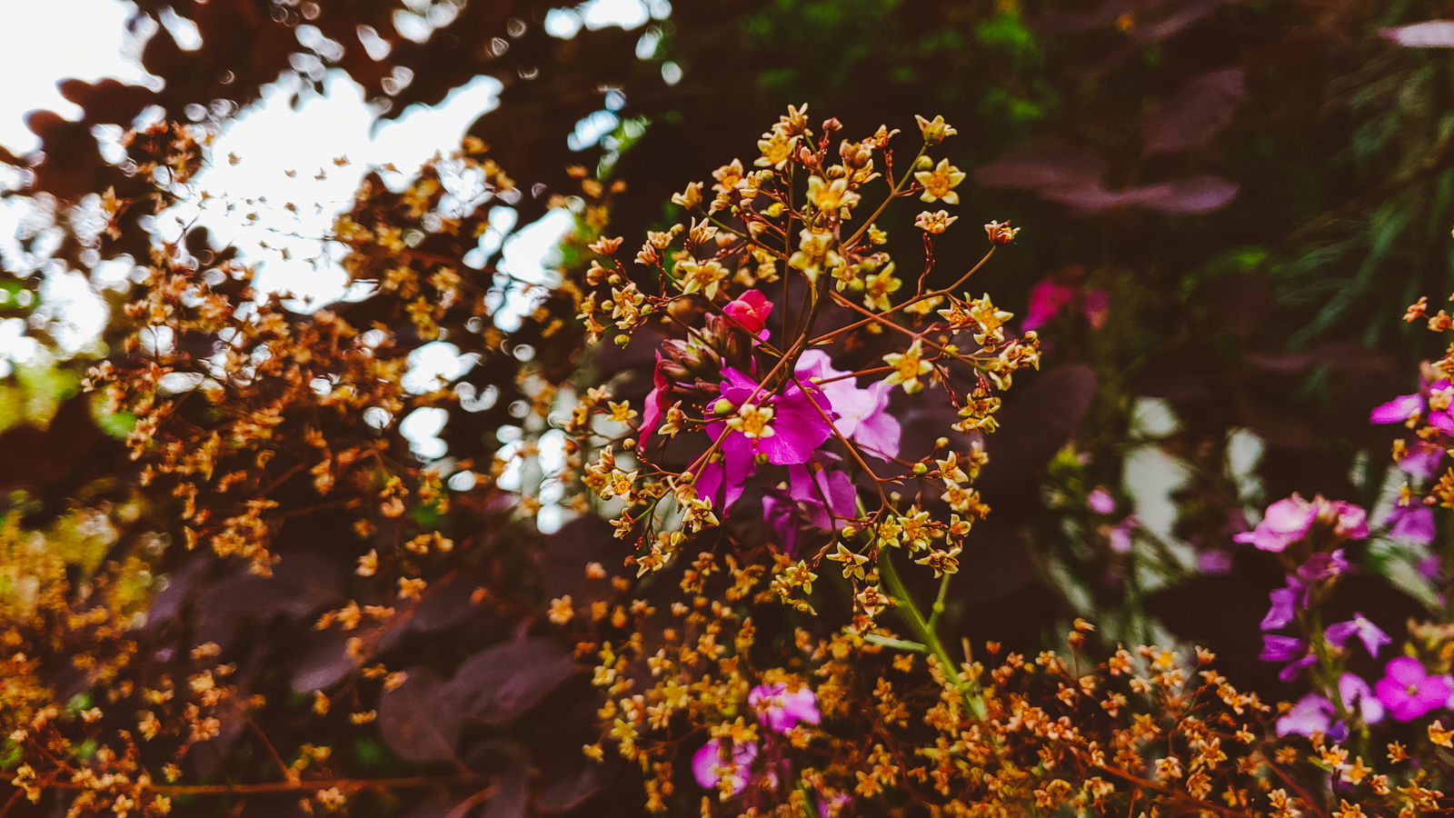 Cosmo 🌿🐌 photo