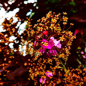 Cosmo ๐ฟ๐ photo