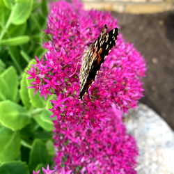 Vivid and Colorful Flower Garden with Butterfly