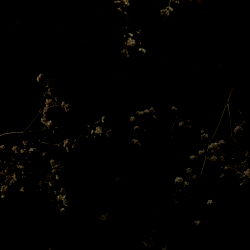 Fae_Feet🧚🏼‍♀️ photo