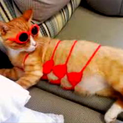 Aloe in a Catnip-Inspired Outfit