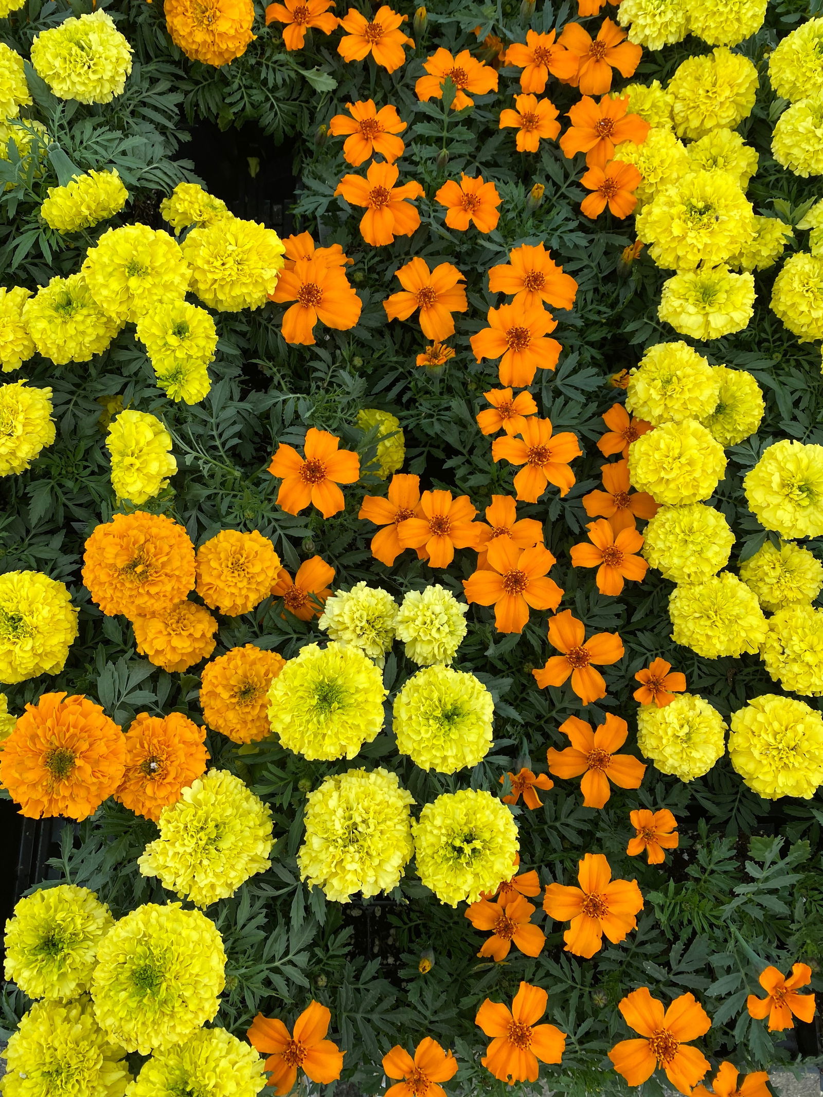 Daisy 🌼✨🧚‍♀️ photo