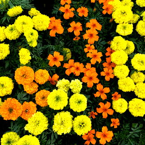 Daisy ๐ผโจ๐งโโ๏ธ photo