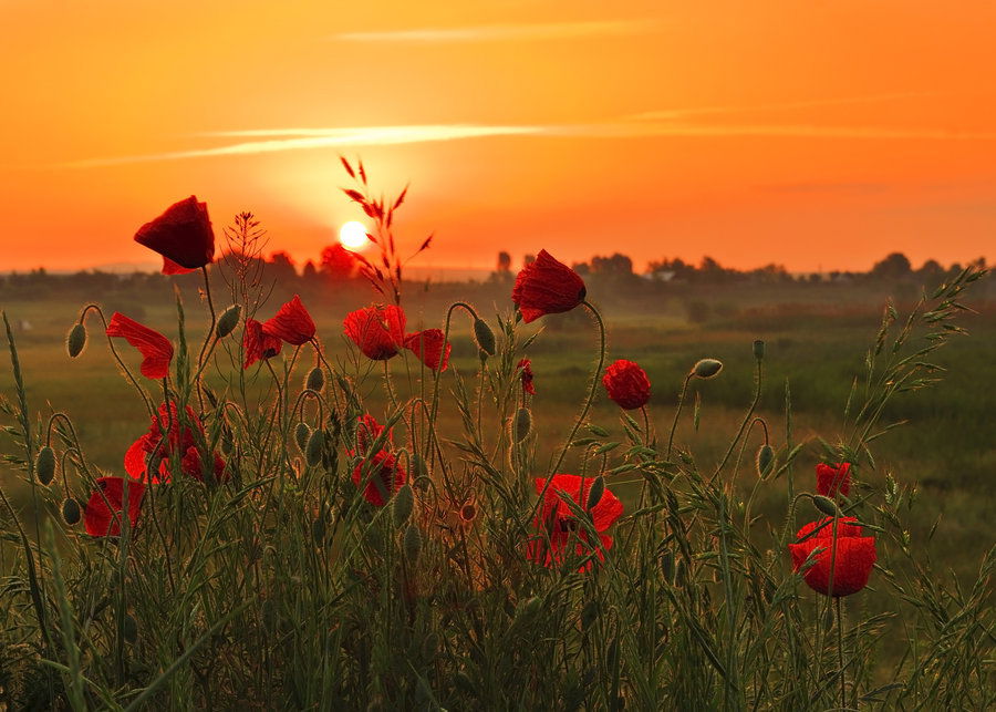 Angélica alford photo