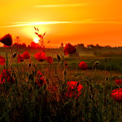 Angélica alford photo