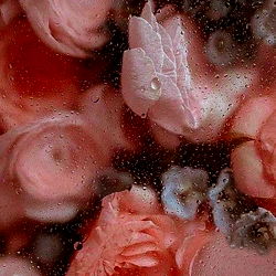 Angelica Harper photo