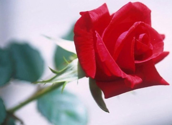 An English Rose photo