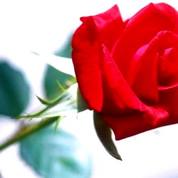 An English Rose photo