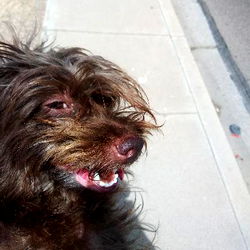 Phoenixbbwslayer photo