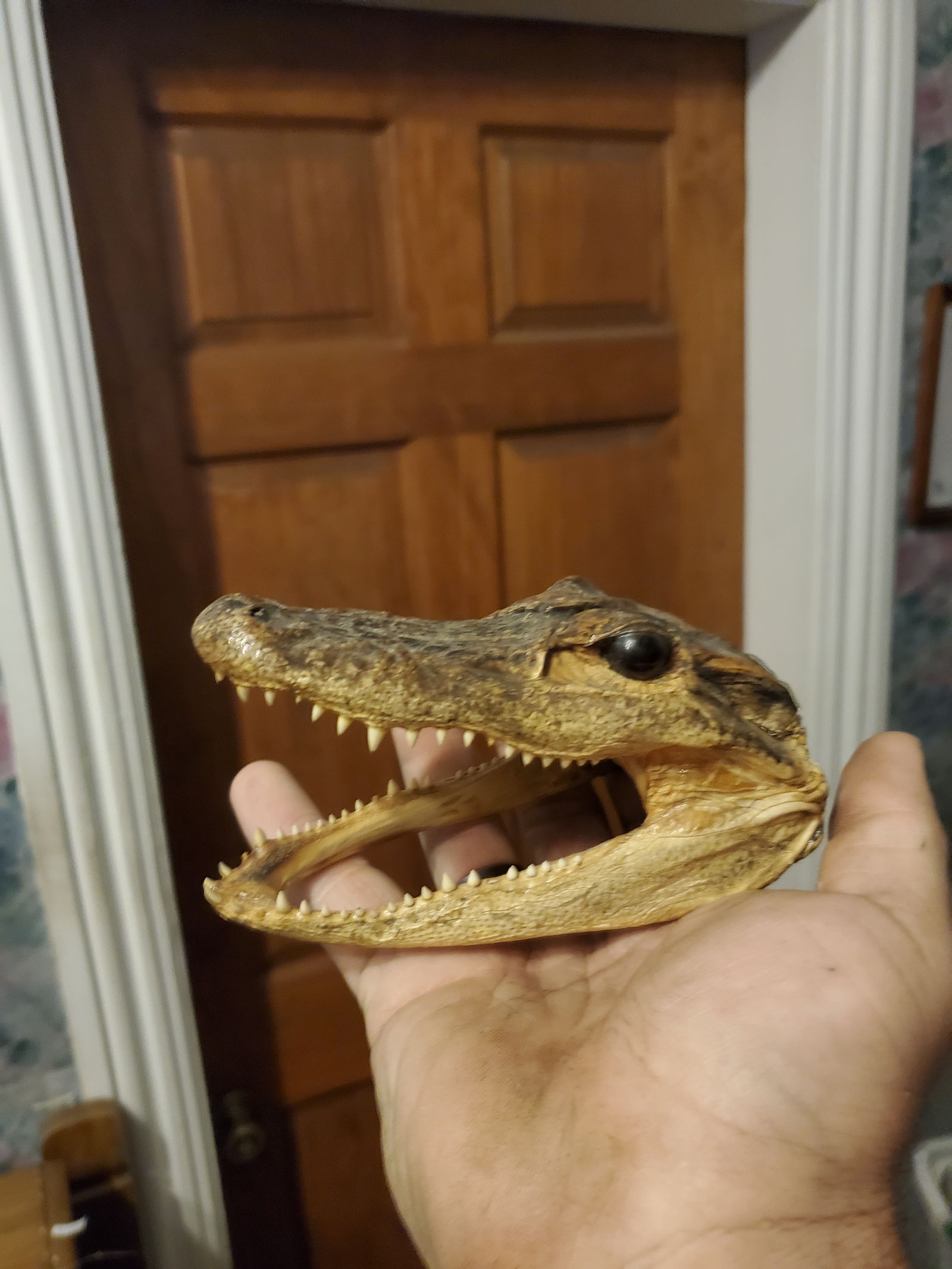 Tylor Lemaster photo