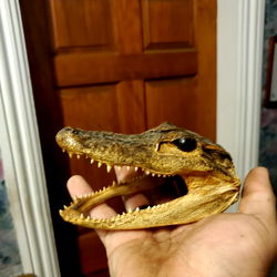 Tylor Lemaster photo