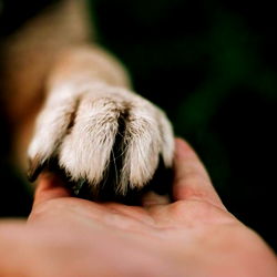 Animal Enthusiast Captures Endearing Moment with Canine Companion
