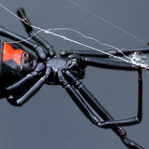 Abigail Trainwreck photo