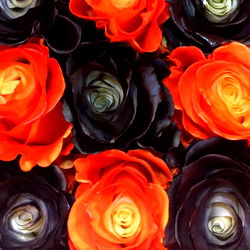 ๐๐จ๐๐๐๐ฌ๐ฌ ๐๐ซ๐ข๐๐ง๐ง๐ ๐จ๐ฆ๐น ยฉRose Promotions photo