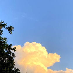 Mariposa Amarilla photo