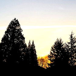 Serene Sunset over Trees and Mountains