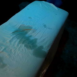 Adventures of Bo photo