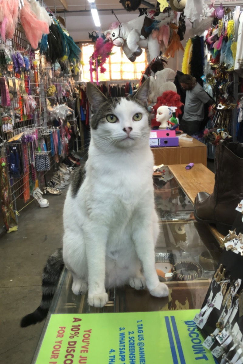 🍓🍒Ariel cosmo 🍓🍒 photo