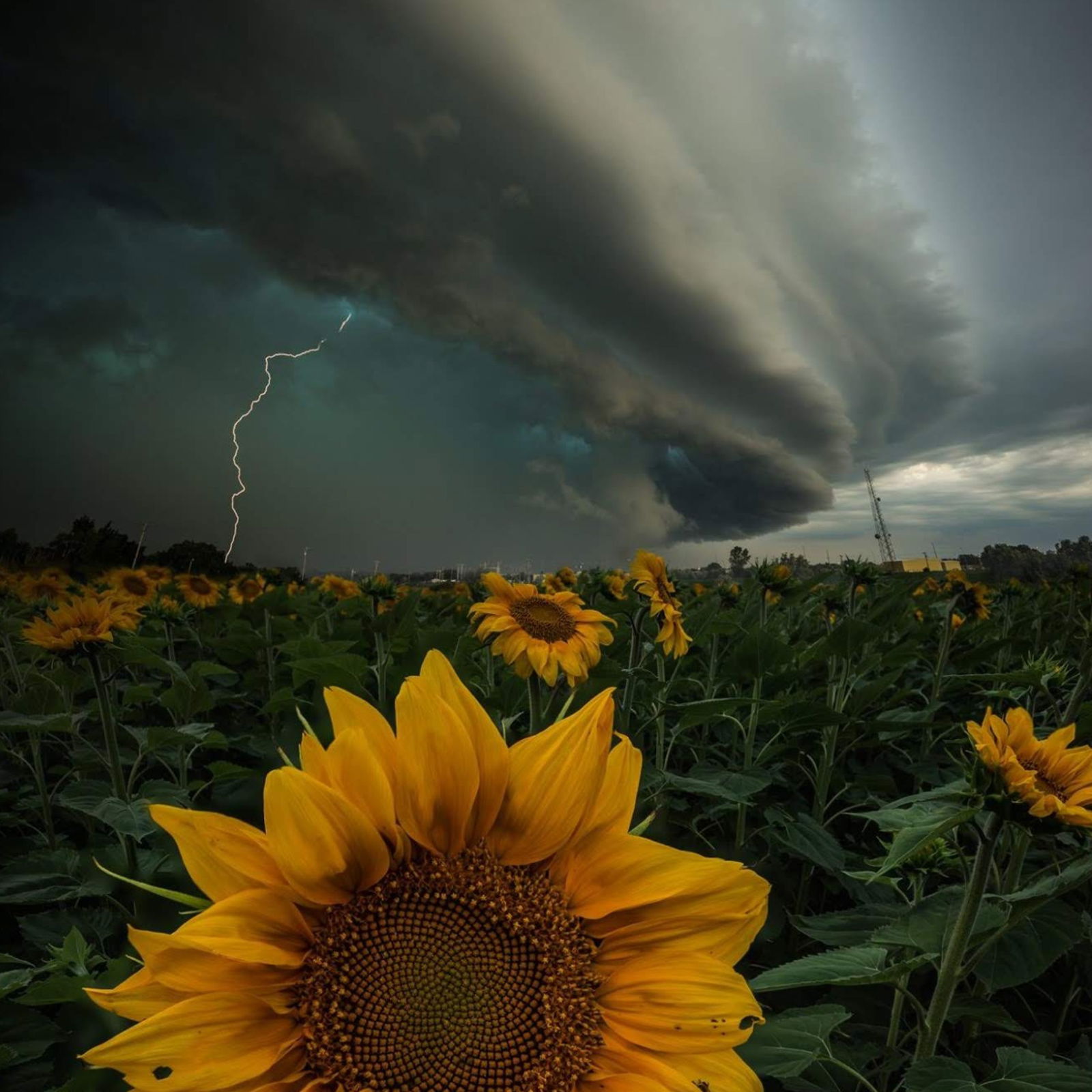 𝔸𝕞𝕖𝕥𝕙𝕪𝕤𝕥 ℝ𝕒𝕪𝕟𝕖 photo