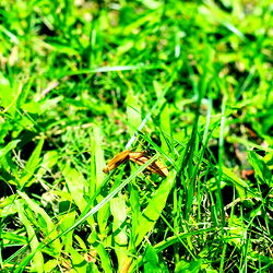 Vibrant and verdant lawn