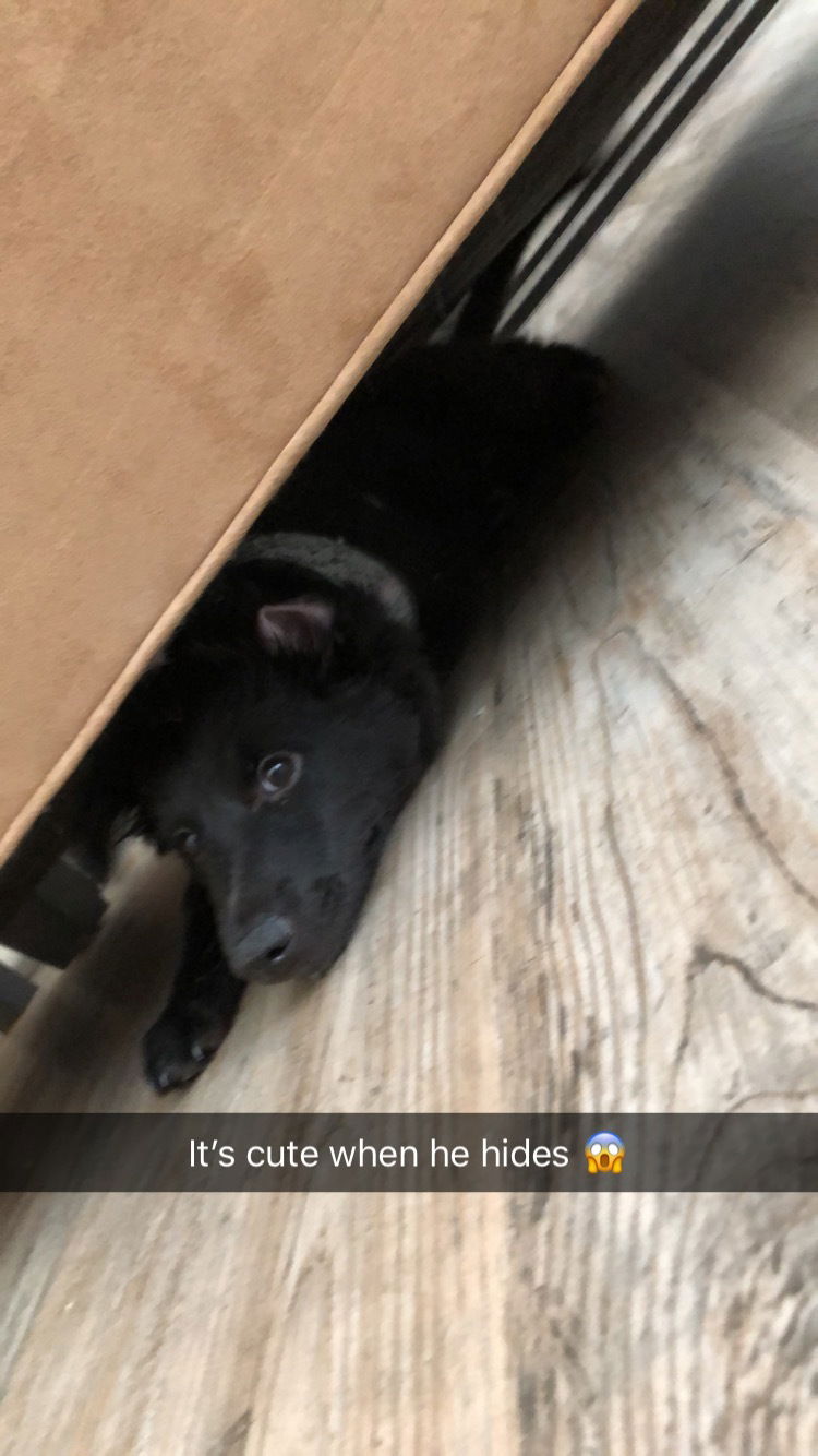 Adventures of Chewbacca and Lucifer photo