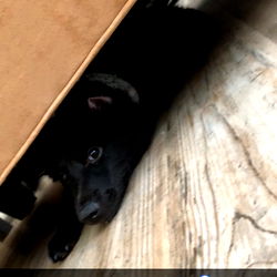 Adventures of Chewbacca and Lucifer photo